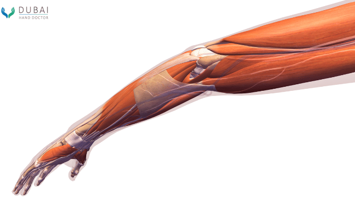 strong cords that connect muscles to bones