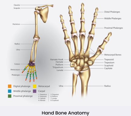 hand bones anatomy